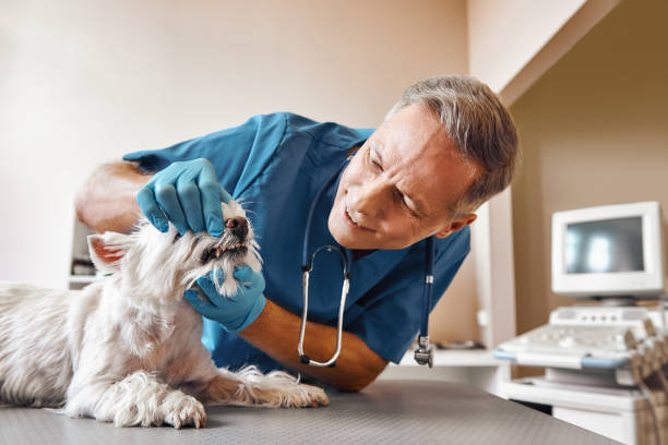 Best Pediatric Emergency Dentist in Bear Creek Ranch, TX